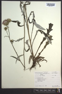 Cirsium altissimum image