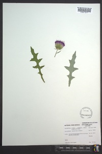 Cirsium carolinianum image