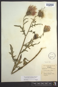 Cirsium muticum image