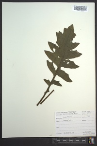 Cirsium muticum image