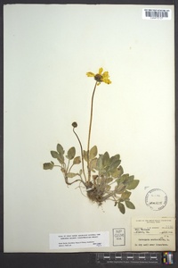 Coreopsis auriculata image