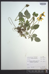 Coreopsis auriculata image