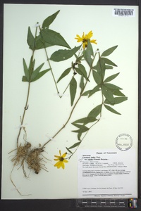 Coreopsis major image