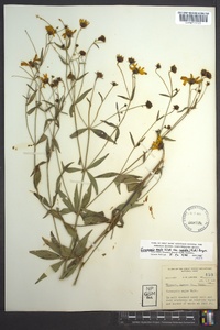 Coreopsis major image