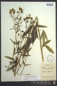 Coreopsis tripteris image