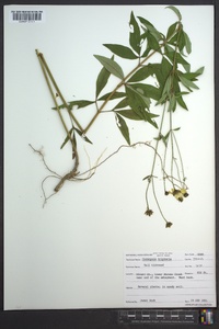 Coreopsis tripteris image