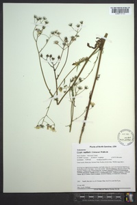 Crepis capillaris image