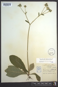 Elephantopus tomentosus image