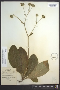 Elephantopus tomentosus image