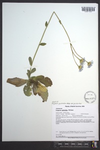 Erigeron pulchellus image