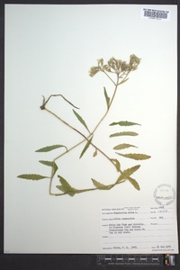 Eupatorium album image