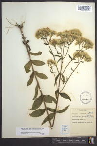 Eupatorium album image