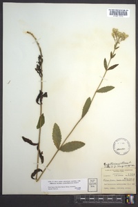 Eupatorium album image