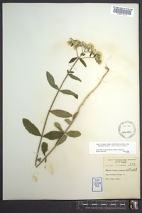 Eupatorium album image