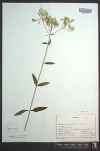 Eupatorium album image