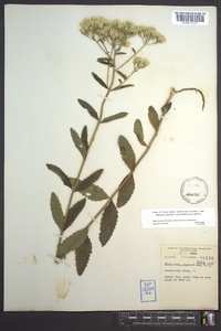 Eupatorium album image