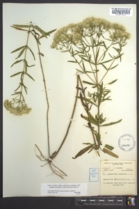 Eupatorium hyssopifolium image