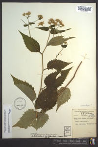 Eurybia chlorolepis image