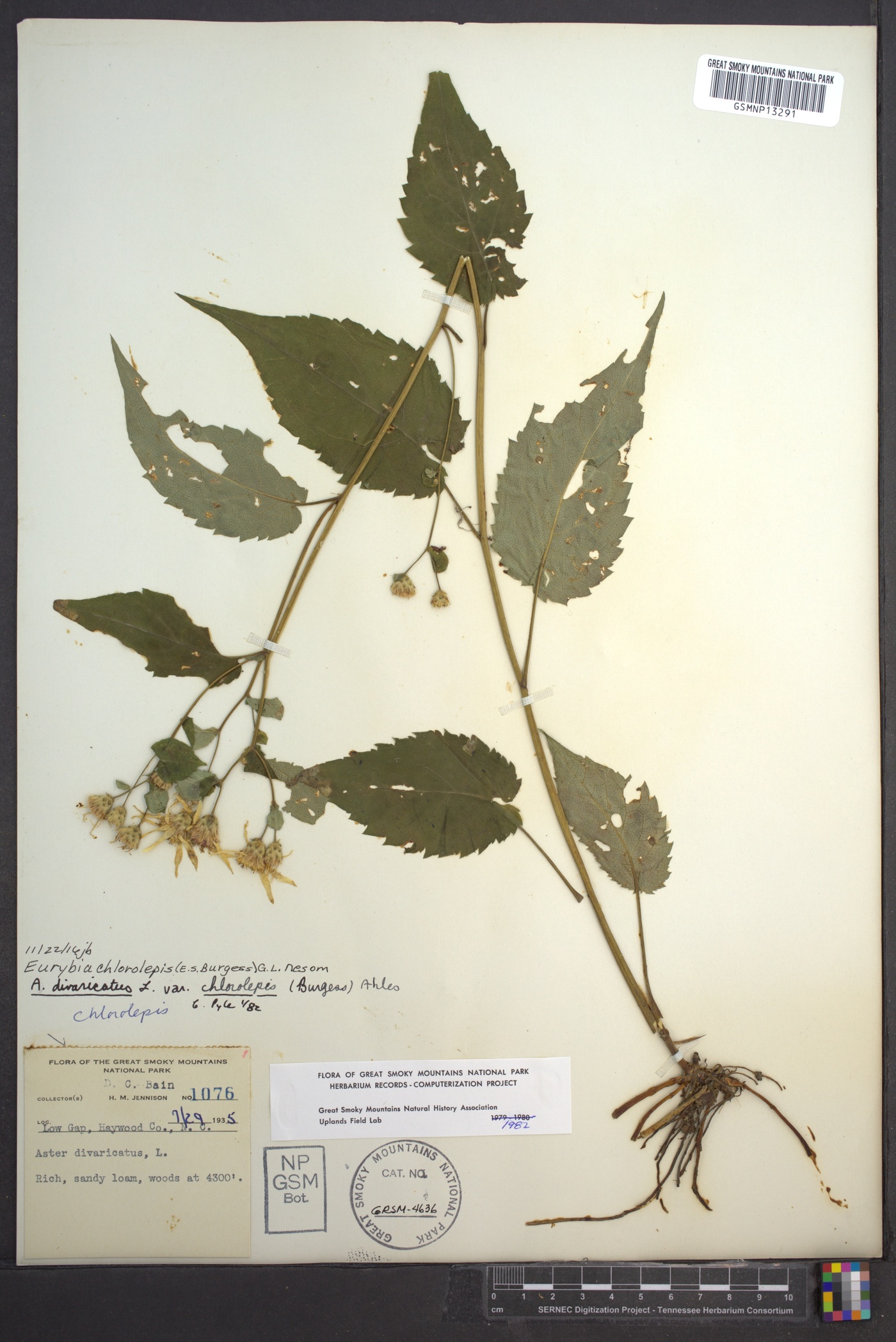 Eurybia chlorolepis image