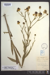 Helenium flexuosum image