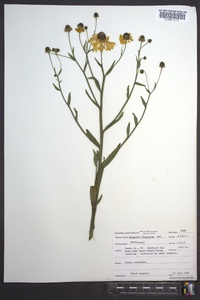 Helenium flexuosum image