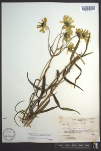 Helianthus angustifolius image