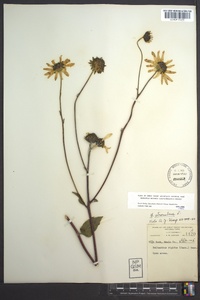 Helianthus atrorubens image