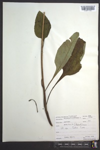 Helianthus atrorubens image