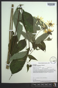 Helianthus decapetalus image