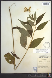 Helianthus decapetalus image