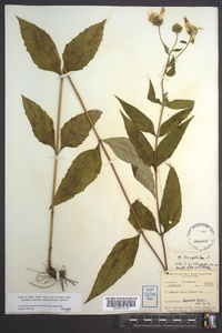 Helianthus decapetalus image