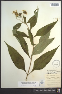 Helianthus decapetalus image