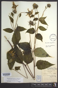 Helianthus decapetalus image