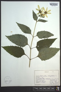 Helianthus decapetalus image