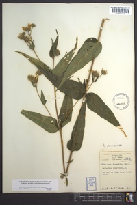 Helianthus divaricatus image