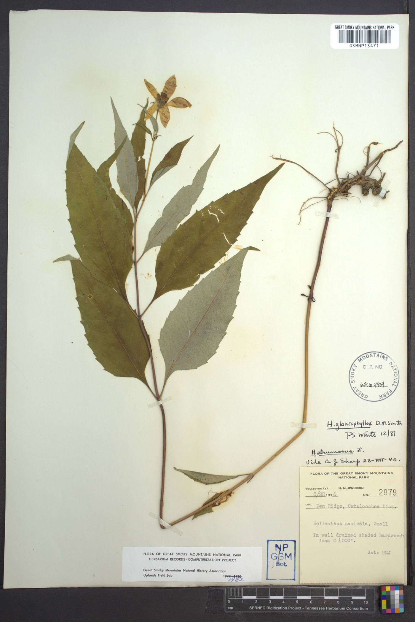 Helianthus glaucophyllus image