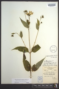 Helianthus glaucophyllus image