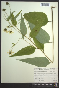 Helianthus glaucophyllus image