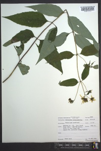 Helianthus glaucophyllus image