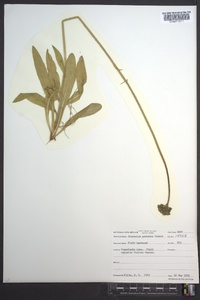 Hieracium caespitosum image