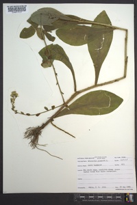 Hieracium gronovii image