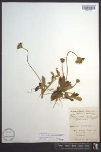 Hieracium pilosella image