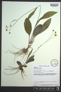 Hieracium venosum image