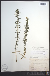 Ionactis linariifolia image