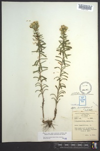 Ionactis linariifolia image