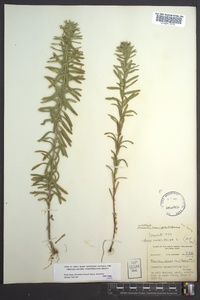 Ionactis linariifolia image