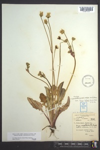 Krigia biflora image