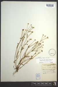 Krigia cespitosa image