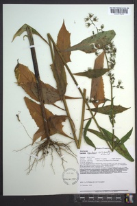 Lactuca floridana image