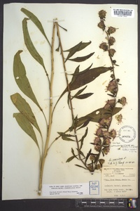 Liatris scariosa image